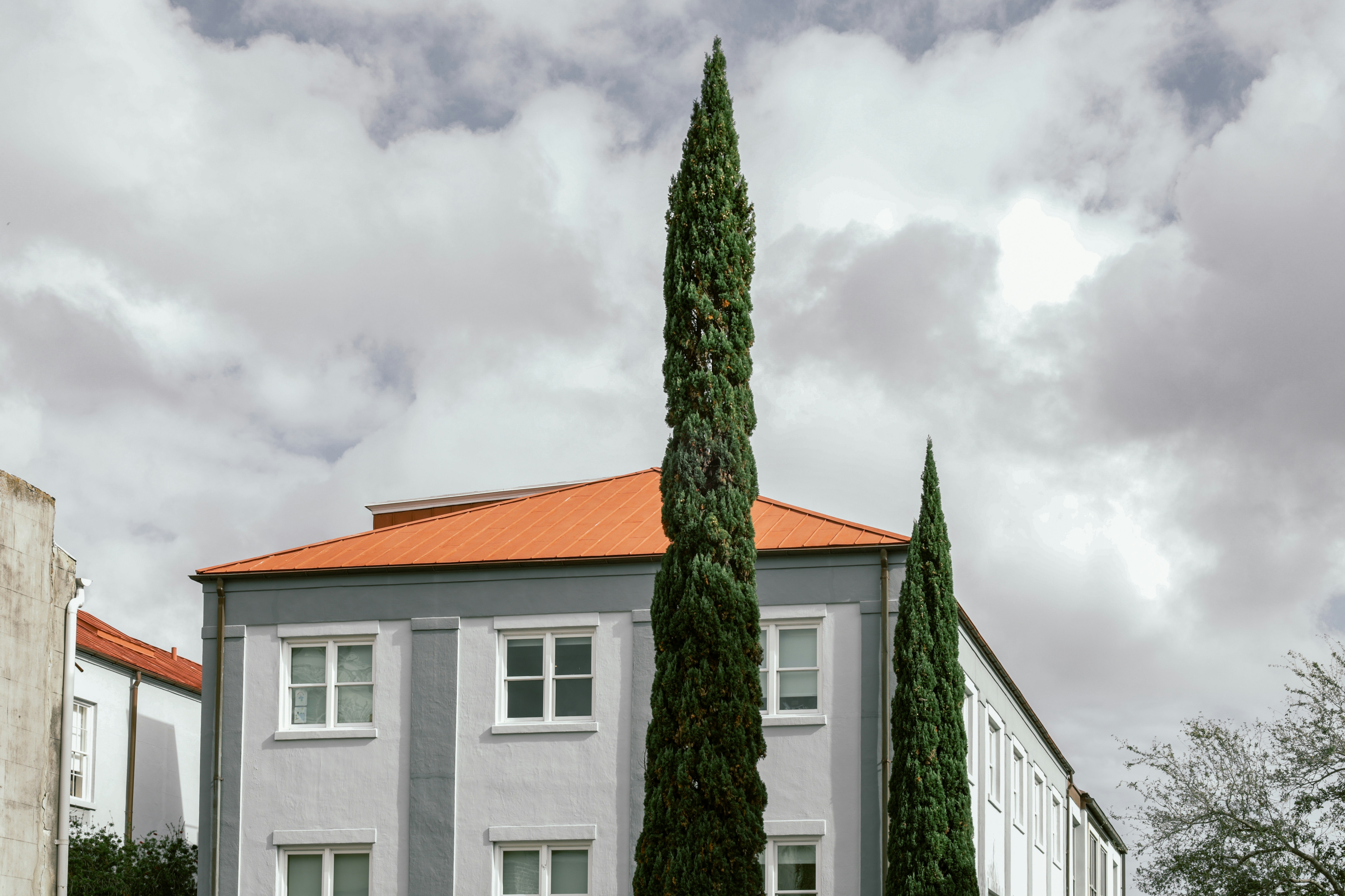 Tall tree in front of gray building
