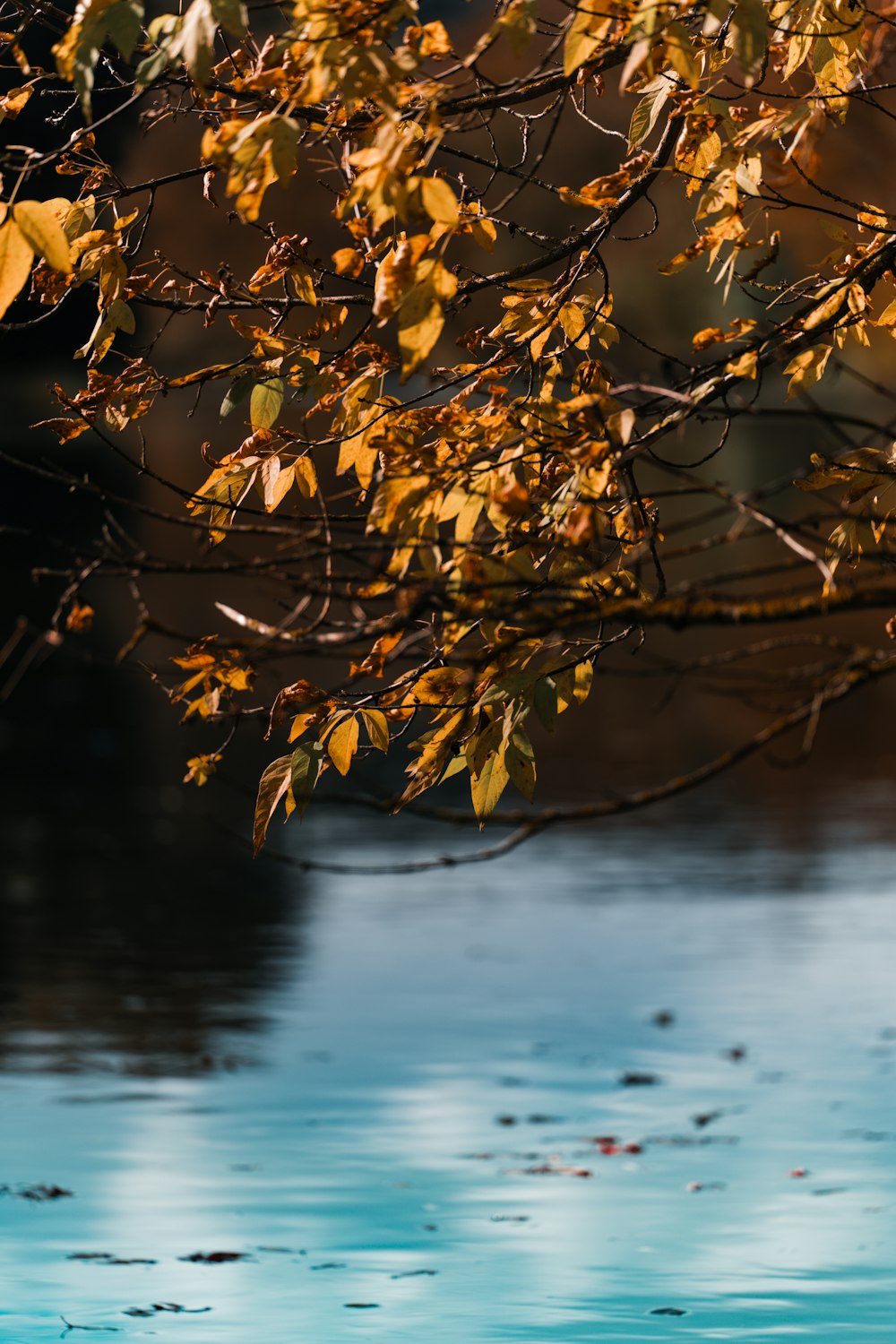 a tree that is next to a body of water