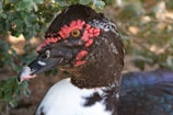 A close-up of a muscovy duck with distinctive red caruncles around its eye and on the upper part of its beak. The duck has a glossy black and white plumage, and its eye is prominently visible with an intense amber color. The background consists of green leaves, suggesting a natural environment.