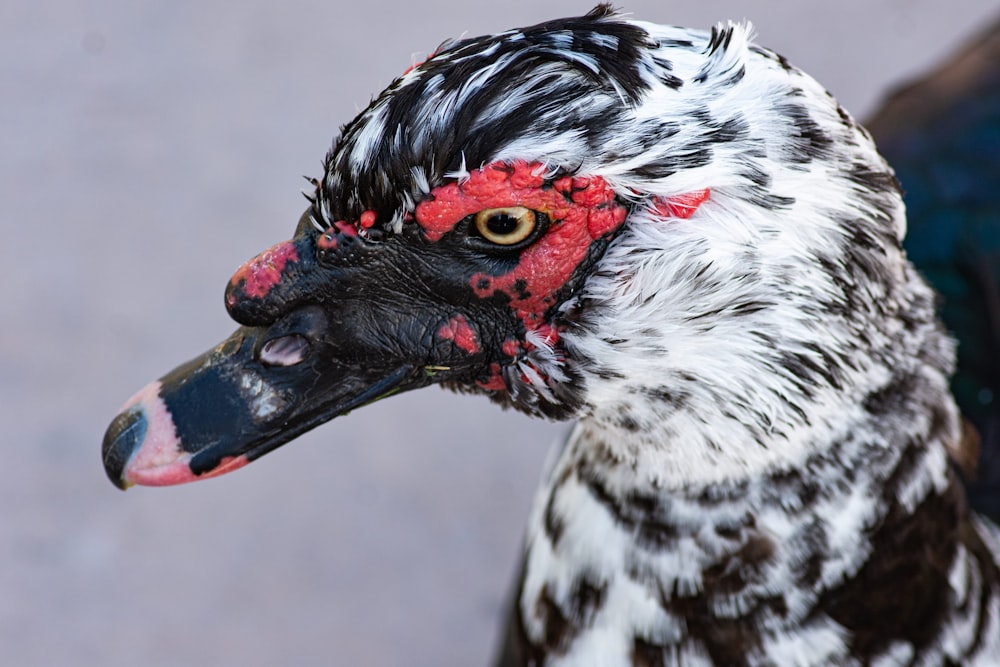 un primo piano di un uccello con la testa rossa