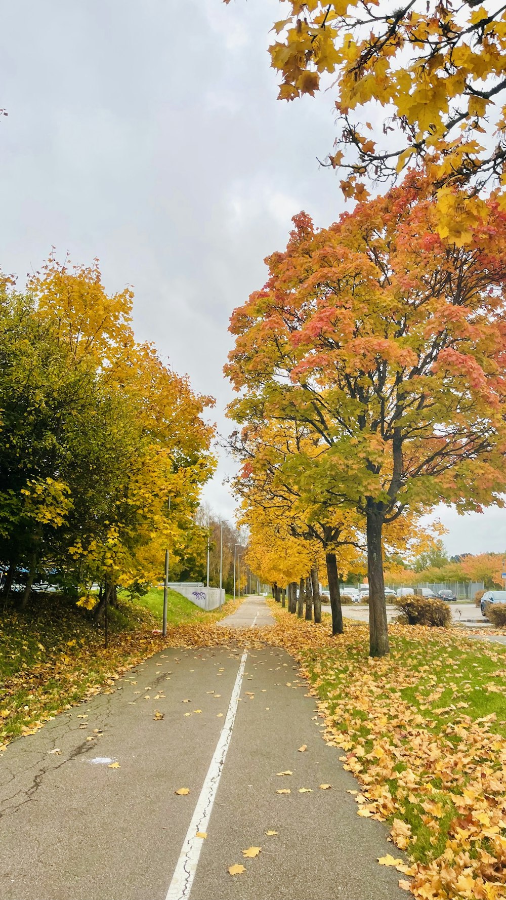 a road lined with trees with yellow and red leaves