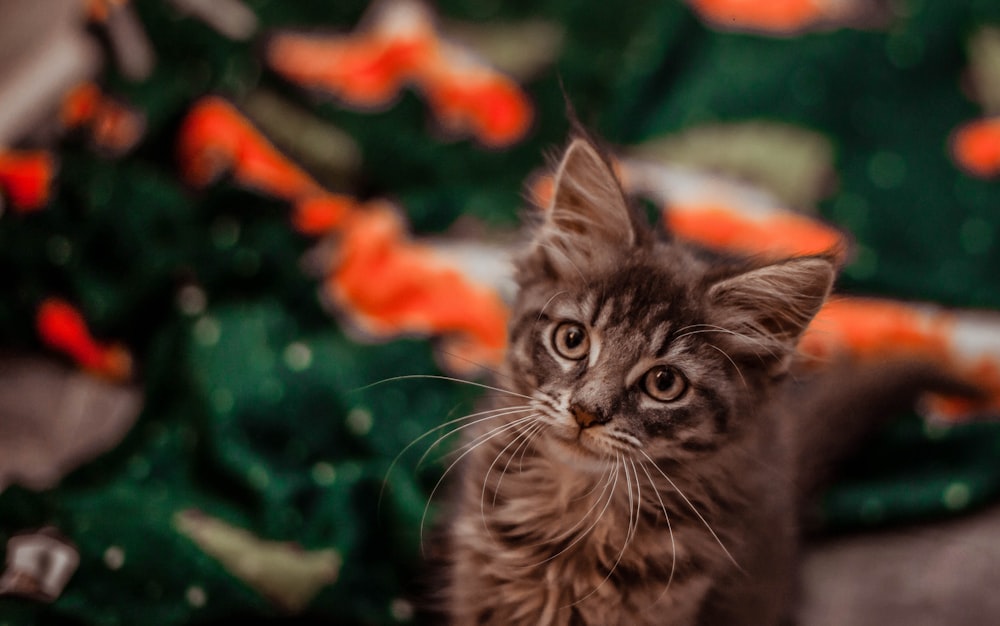 a small kitten sitting on top of a green blanket