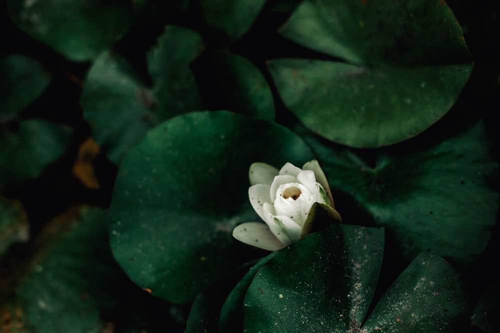 a white flower sitting on top of a lush green leaf