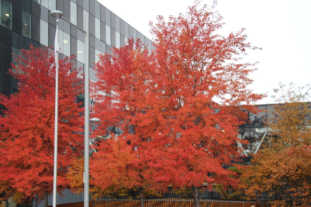 a red tree in front of a building