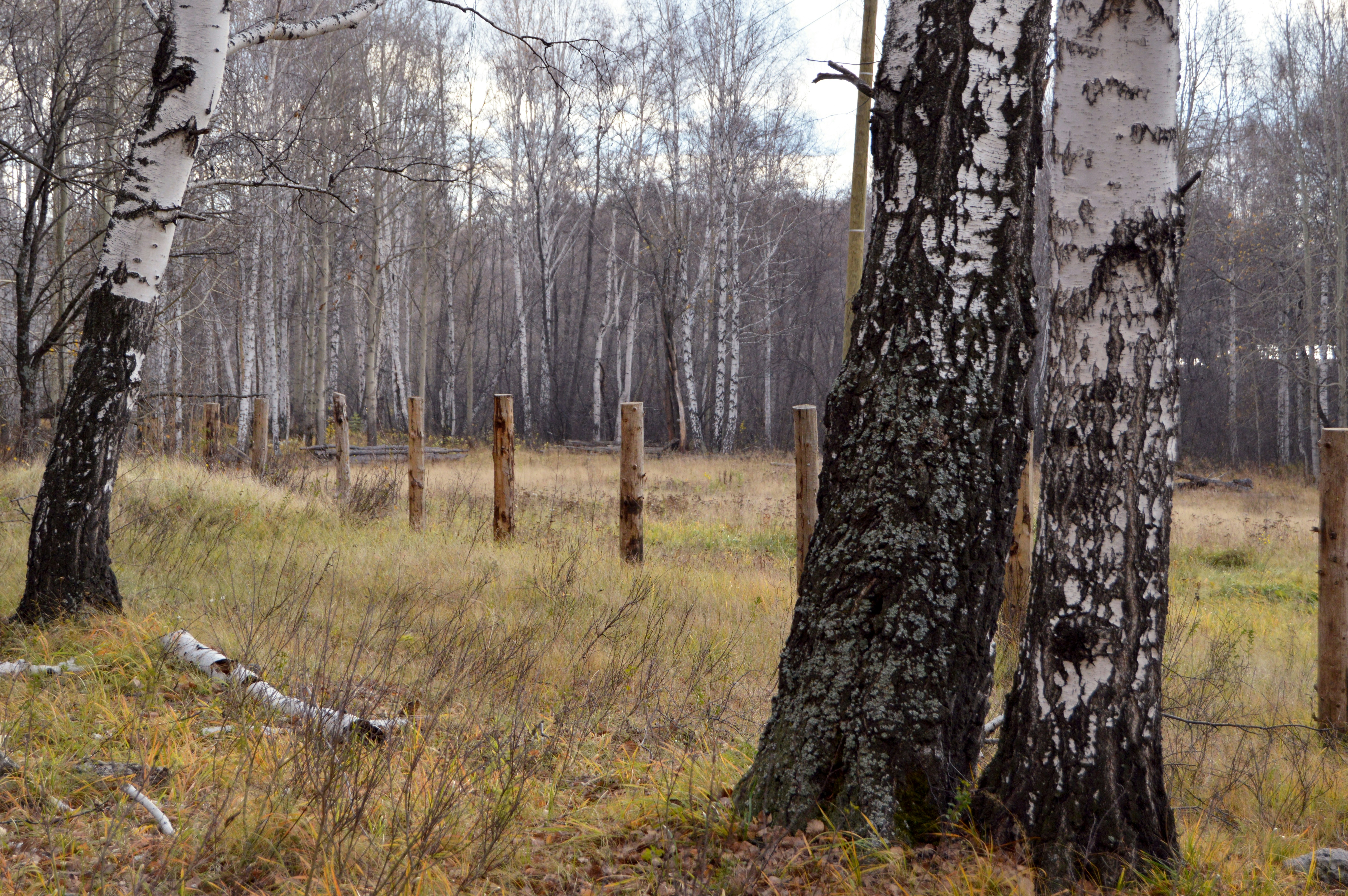 Photo by frosted_vulpes_ferrilata