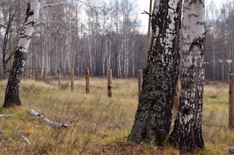 A forest scene with birch trees featuring white bark and dark marks. The foreground has grass and scattered twigs, and wooden posts create a rough fence line extending into the background. The atmosphere is natural and earthy.