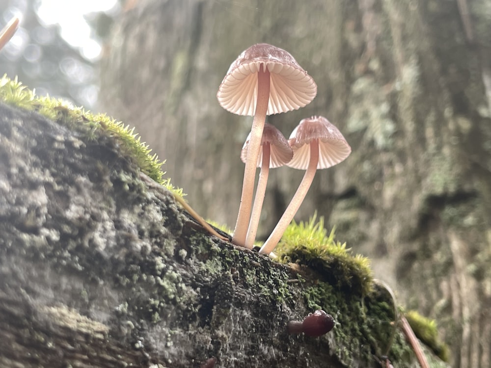 a group of mushrooms sitting on top of a moss covered tree trunk
