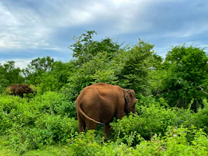 Elephants roaming freely in the dense greenery of Kaziranga National Park.