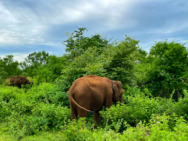 Elephants roaming freely in the dense greenery of Kaziranga National Park.