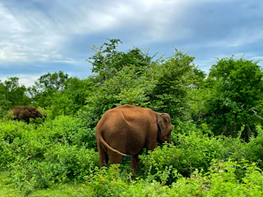 Elephants roaming freely in a lush wildlife sanctuary in India