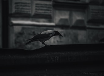 A black-and-gray crow perches on a metal beam in a dark, possibly urban setting. Behind the crow, there is a blurred background of what appears to be a concrete or stone wall with indeterminate designs or textures. The overall lighting is low, contributing to a moody and somber atmosphere.
