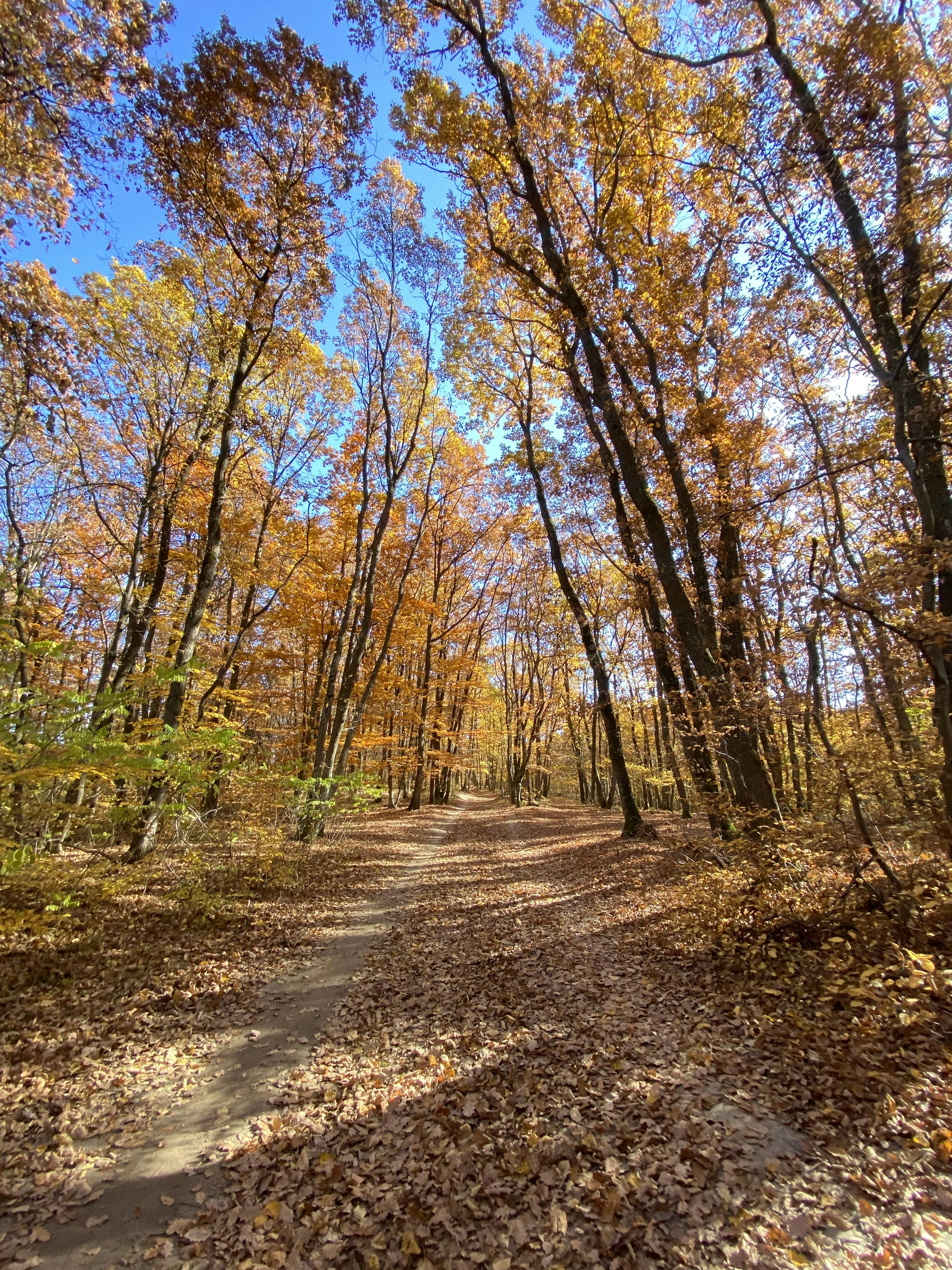 Photo by isabellatimis