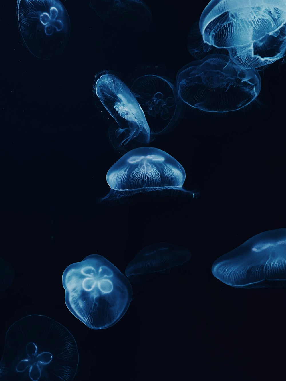 a group of jellyfish floating in the water