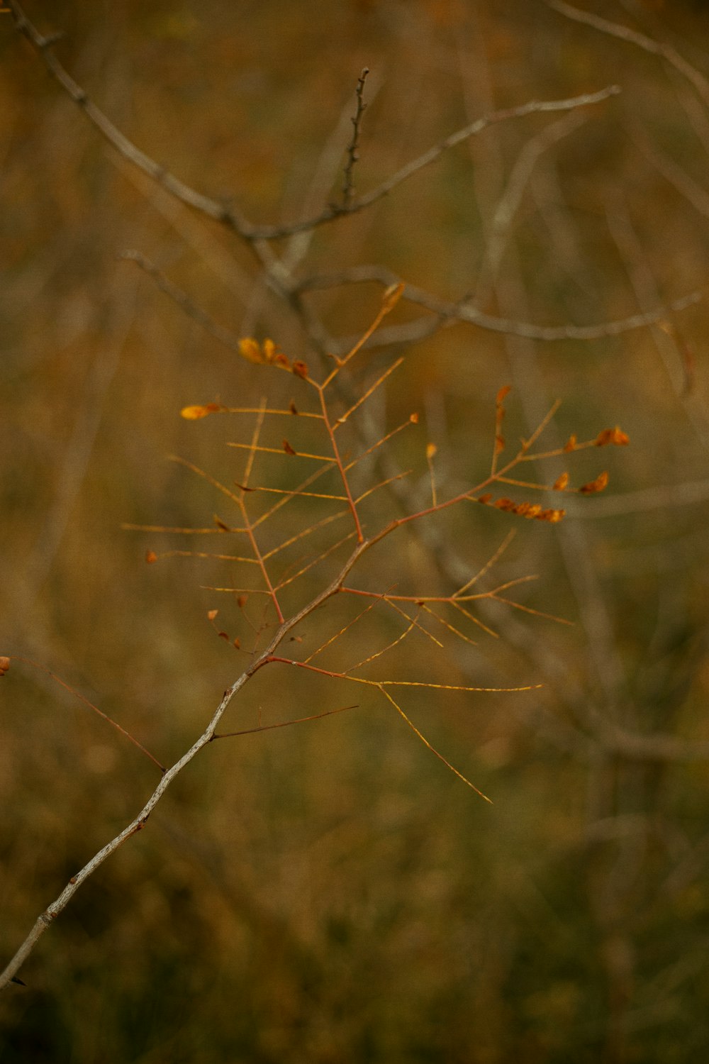 a bird perched on top of a tree branch