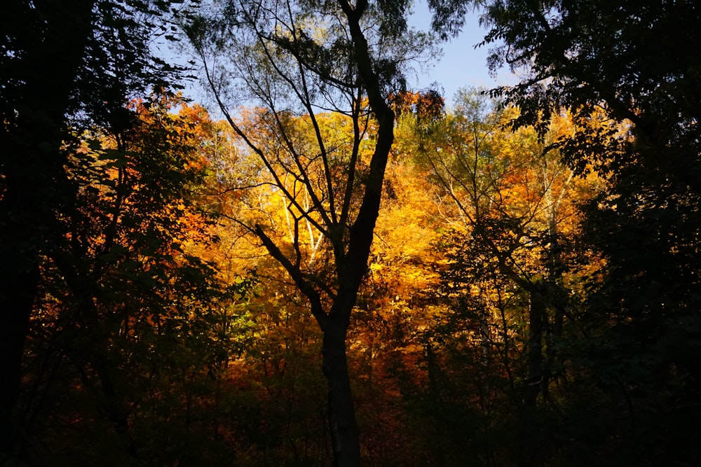 a forest filled with lots of trees covered in leaves