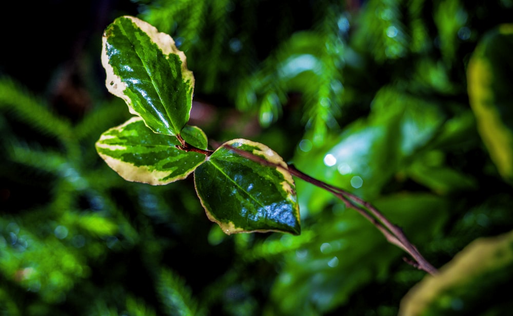 a close up of a leaf on a tree