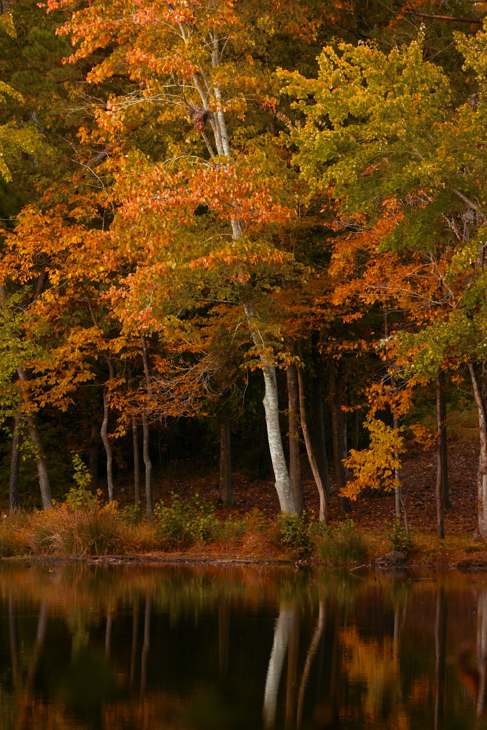 a group of trees that are next to a body of water