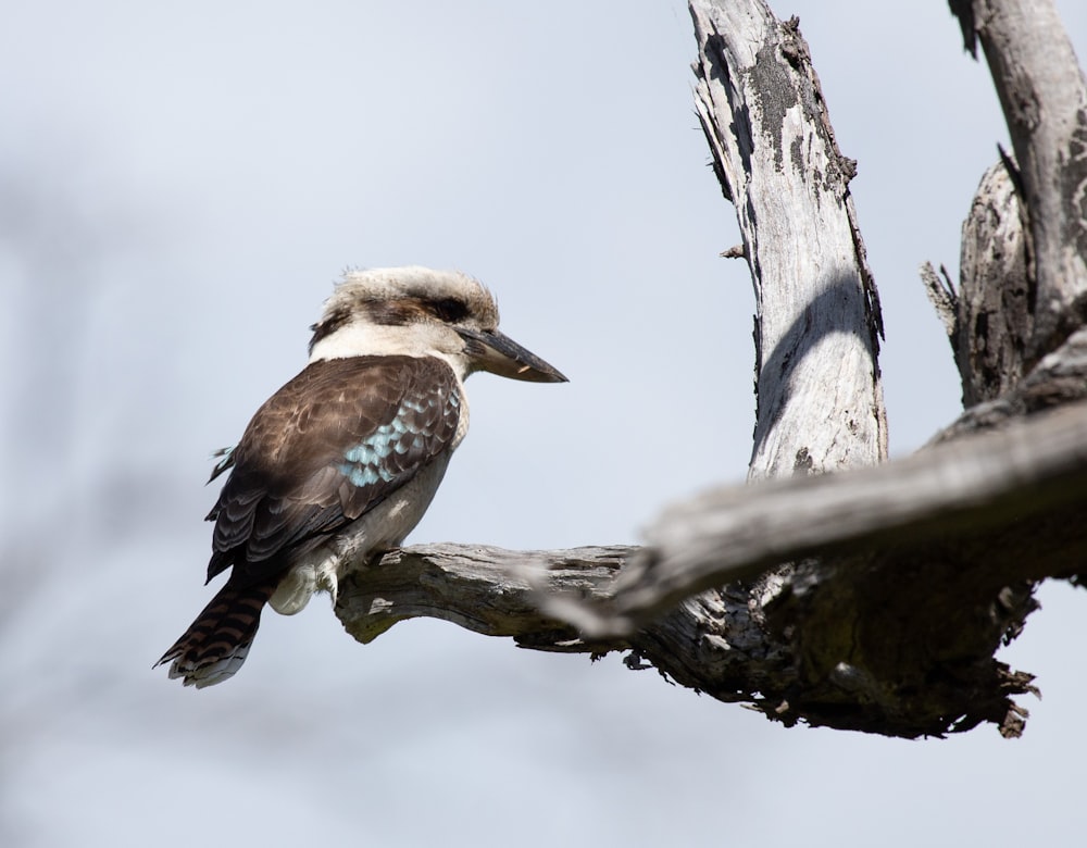 a bird sitting on top of a tree branch