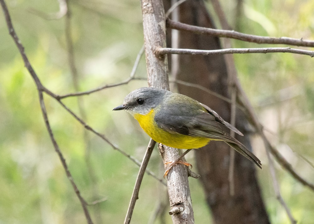 a small yellow and gray bird perched on a tree branch
