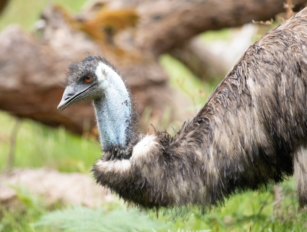 an ostrich is standing in a grassy area