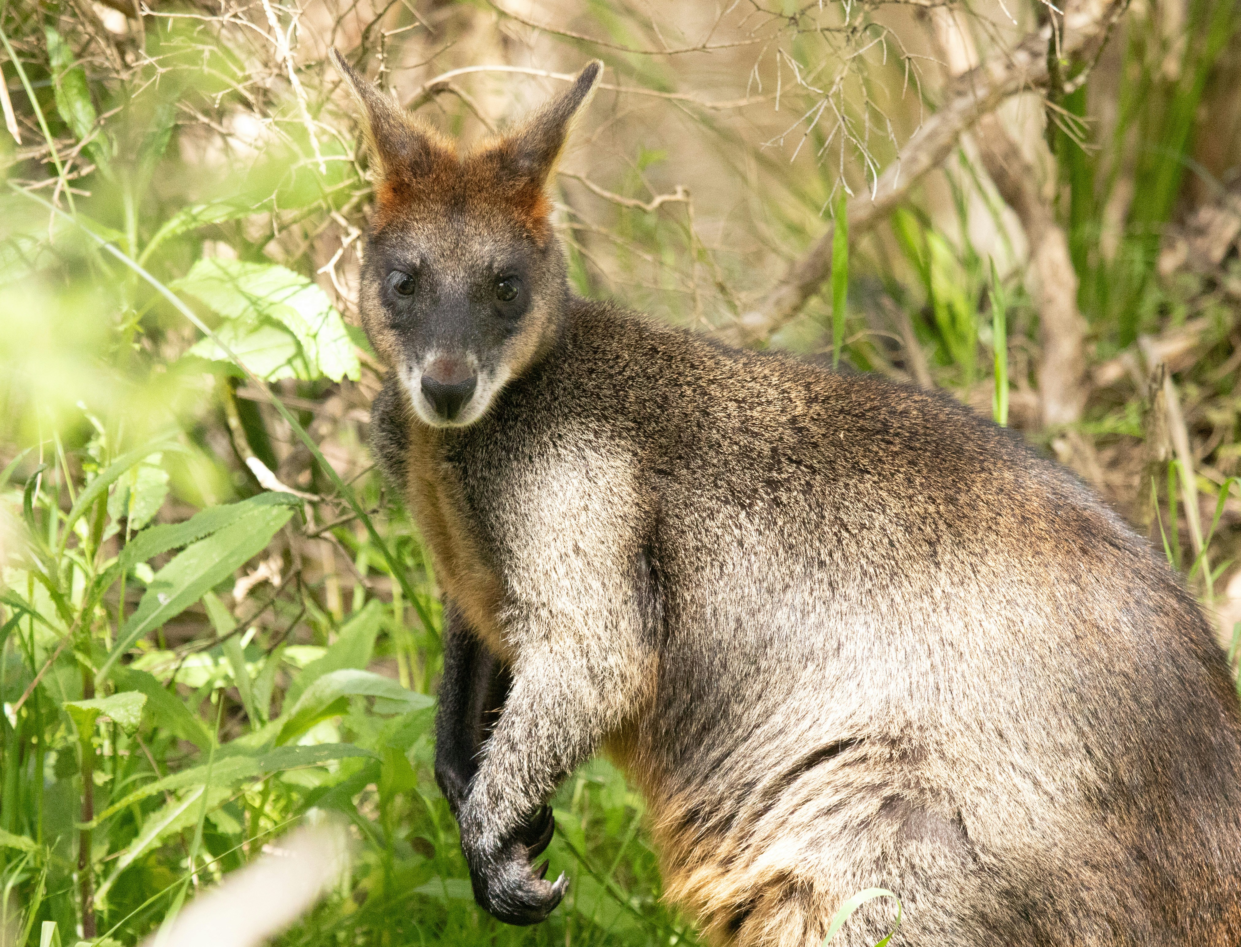 Conclusion: The Remarkable World of Marsupials (image credits: unsplash)