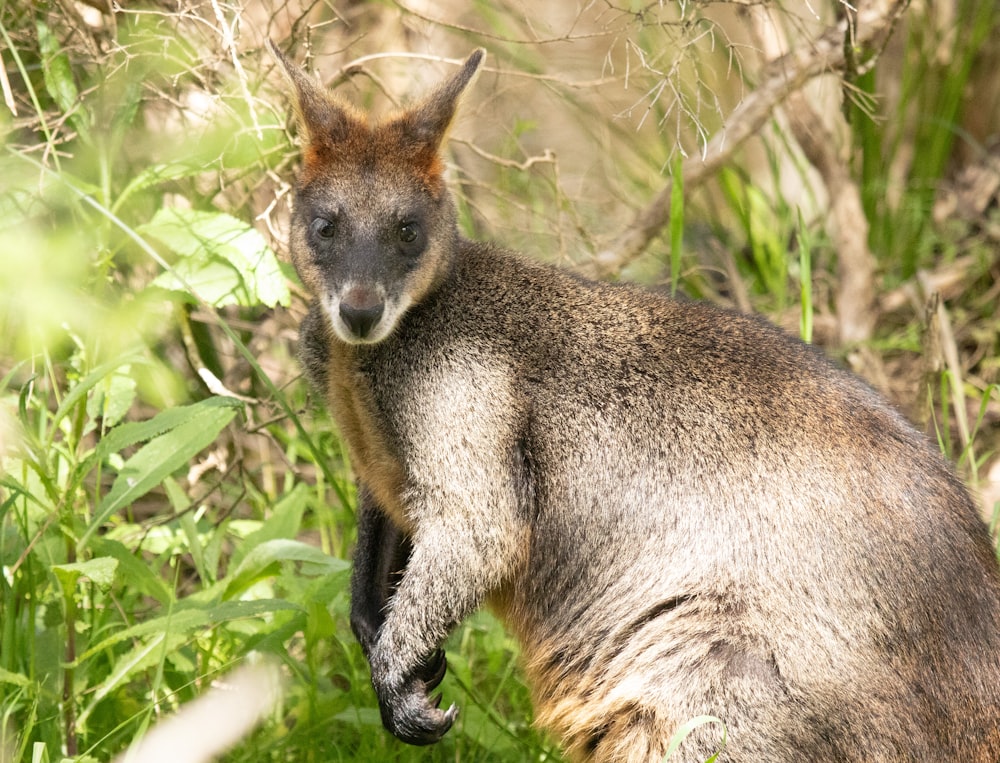 a close up of a kangaroo in a field of grass