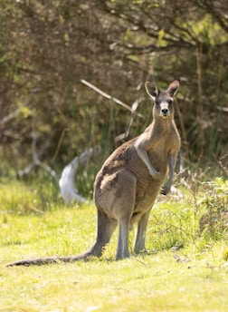 A kangaroo hopping across a sunlit outback golf course with native trees in the background