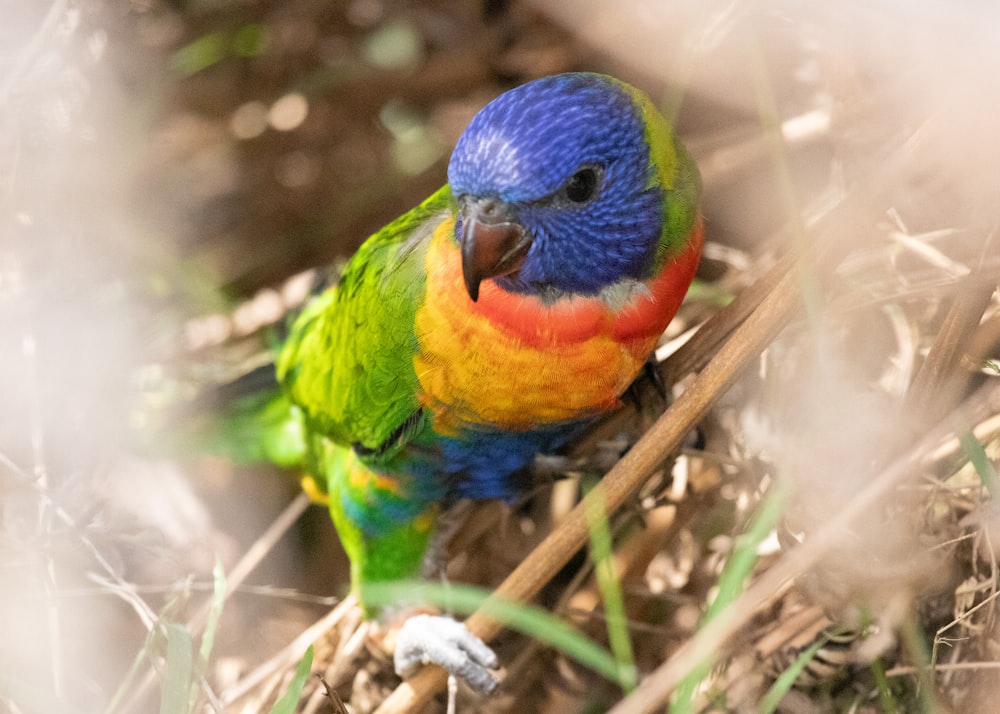 a colorful bird sitting on top of a wooden stick