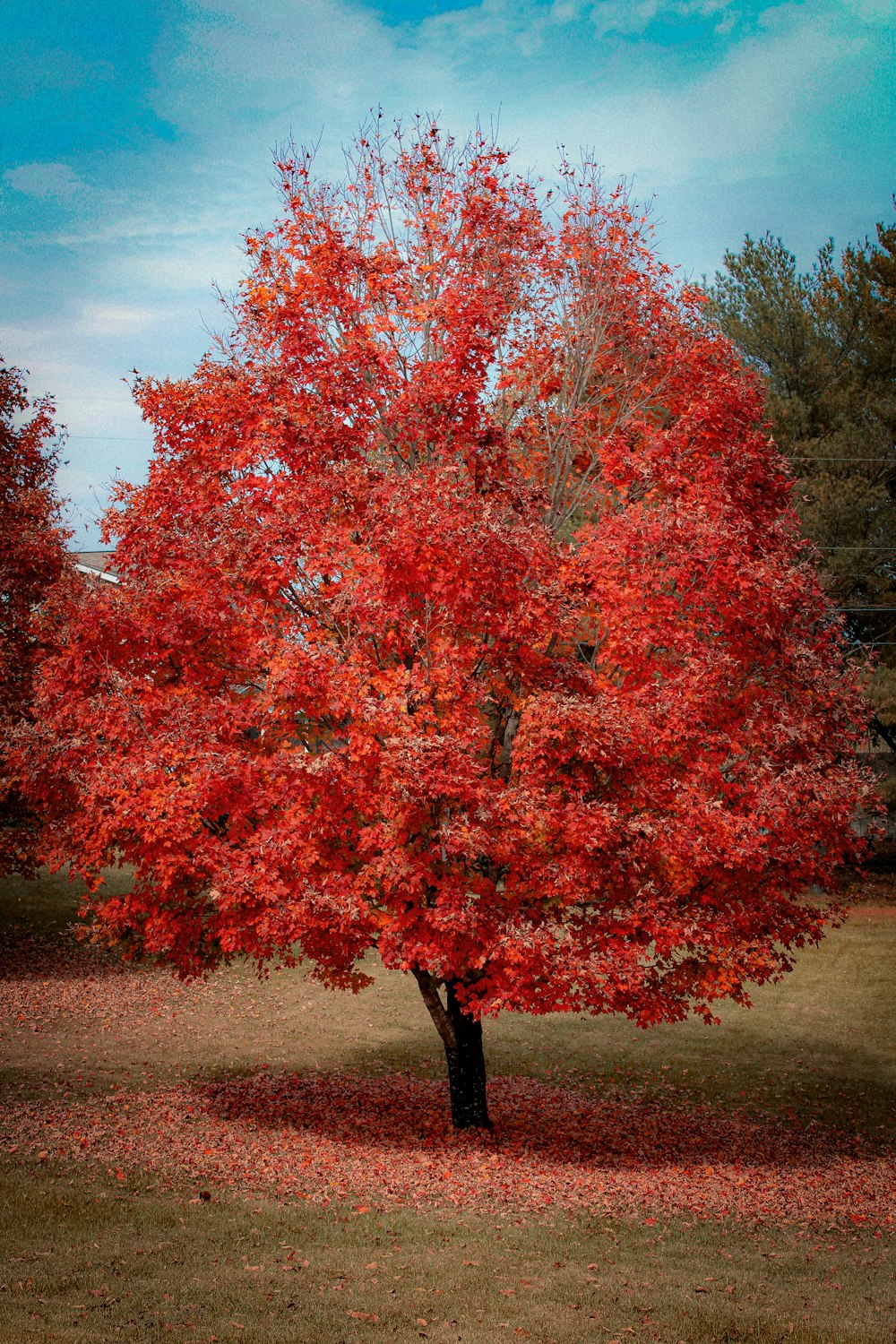 a tree with red leaves on the ground