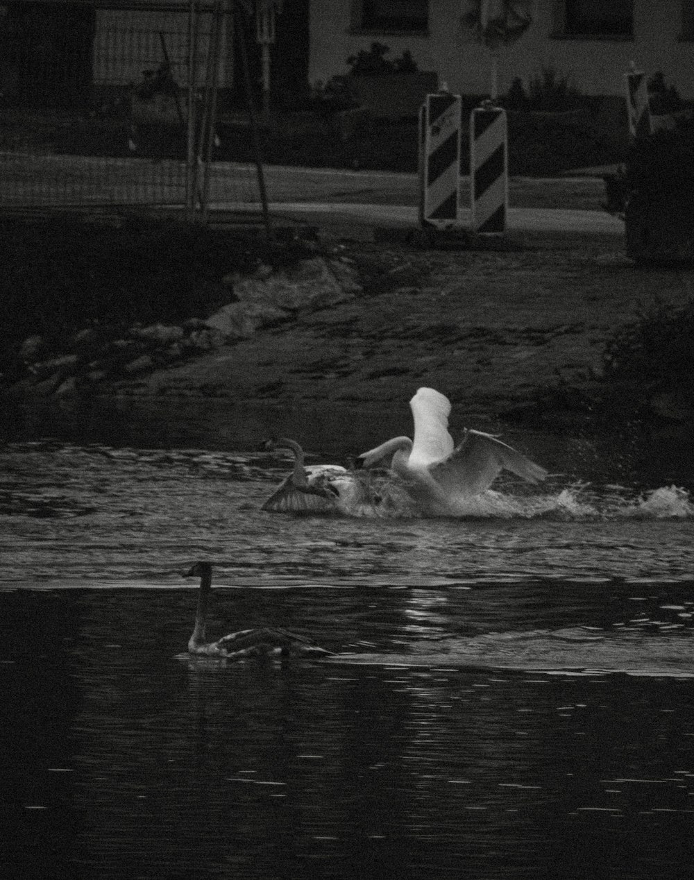 a black and white photo of a swan swimming in the water