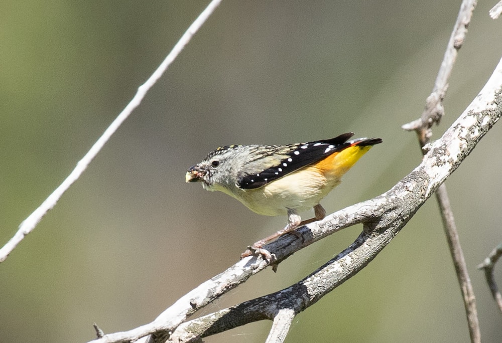 a small bird perched on top of a tree branch