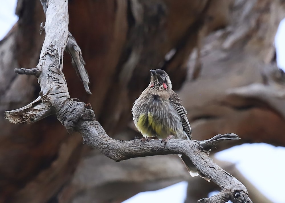 a small bird perched on a tree branch