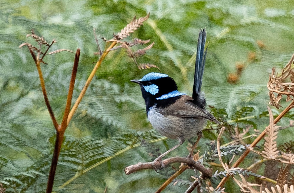 a blue and black bird sitting on top of a tree branch