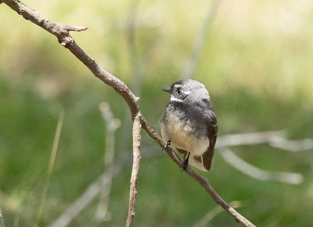 a small bird is perched on a tree branch