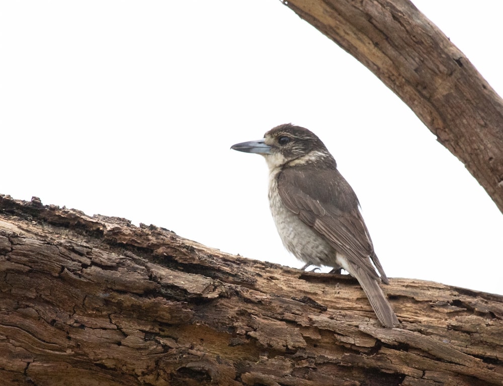 a bird is sitting on a tree branch