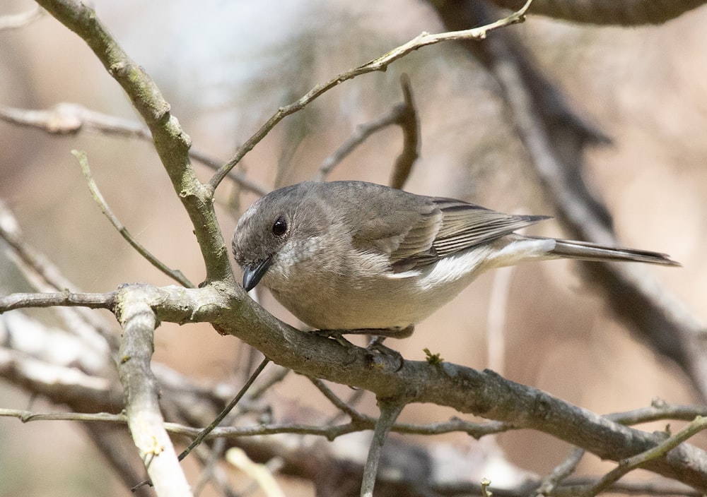 a bird sitting on a branch of a tree