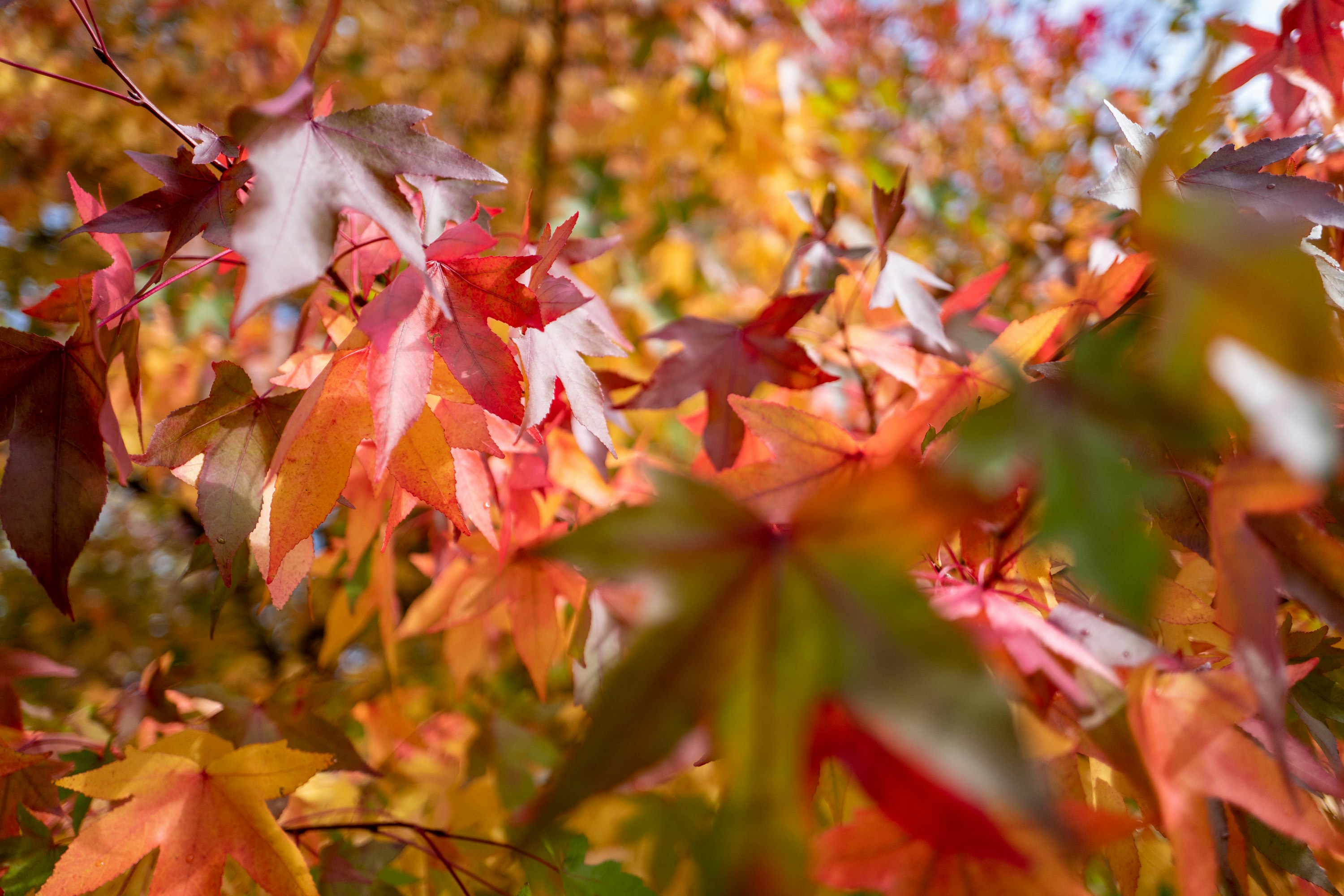 Photo by benjamin_photography