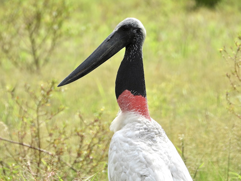 a black and white bird standing in a field