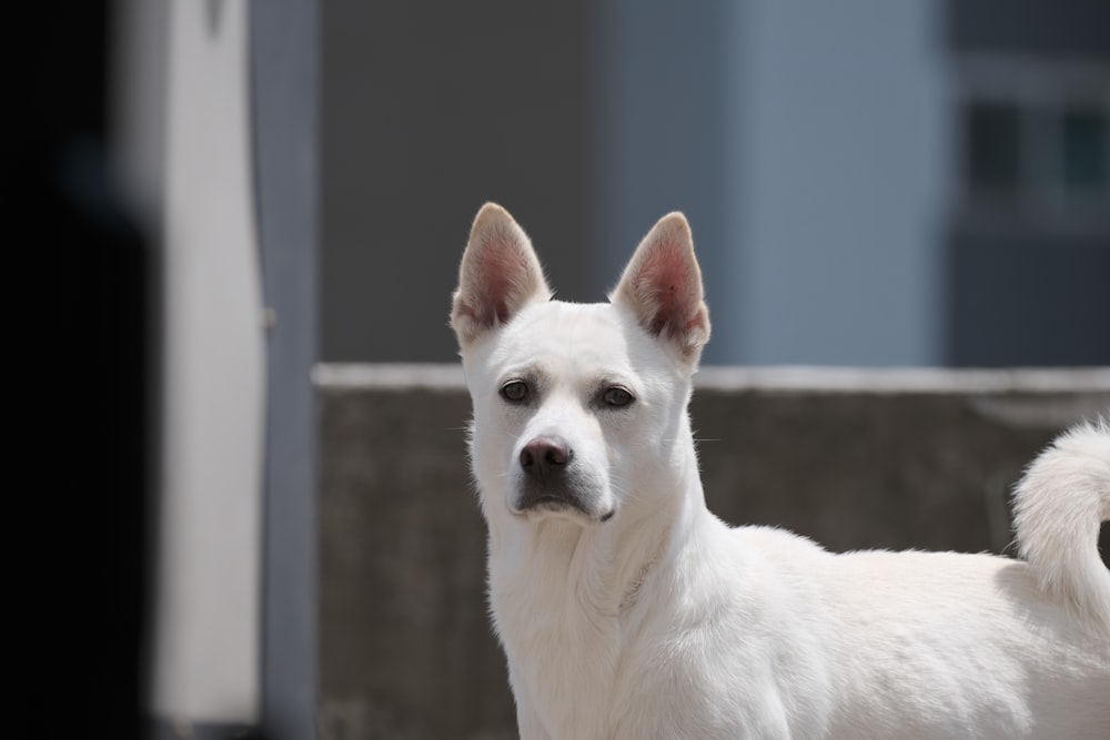 a white dog standing on top of a sidewalk