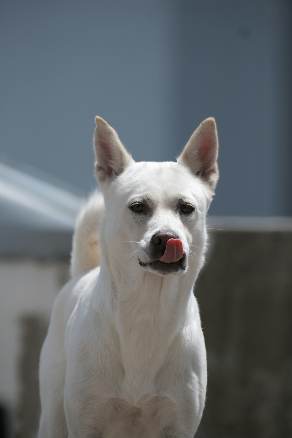 a white dog with a red ball in its mouth