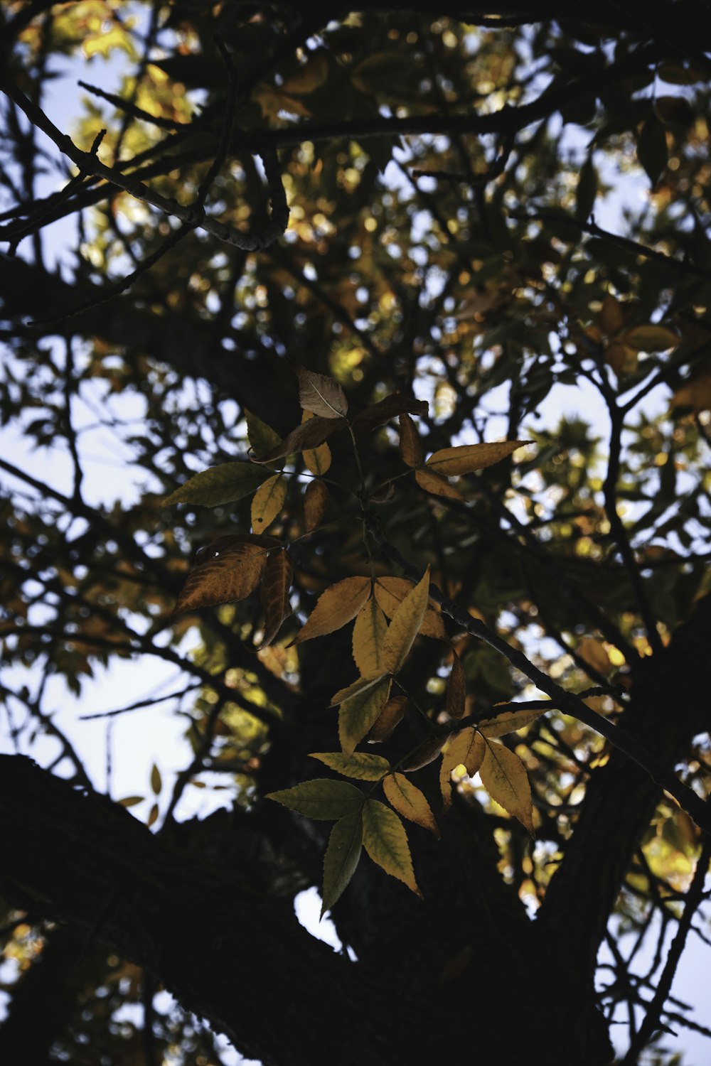 the leaves of a tree against a blue sky