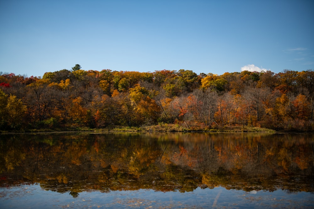 a body of water surrounded by lots of trees