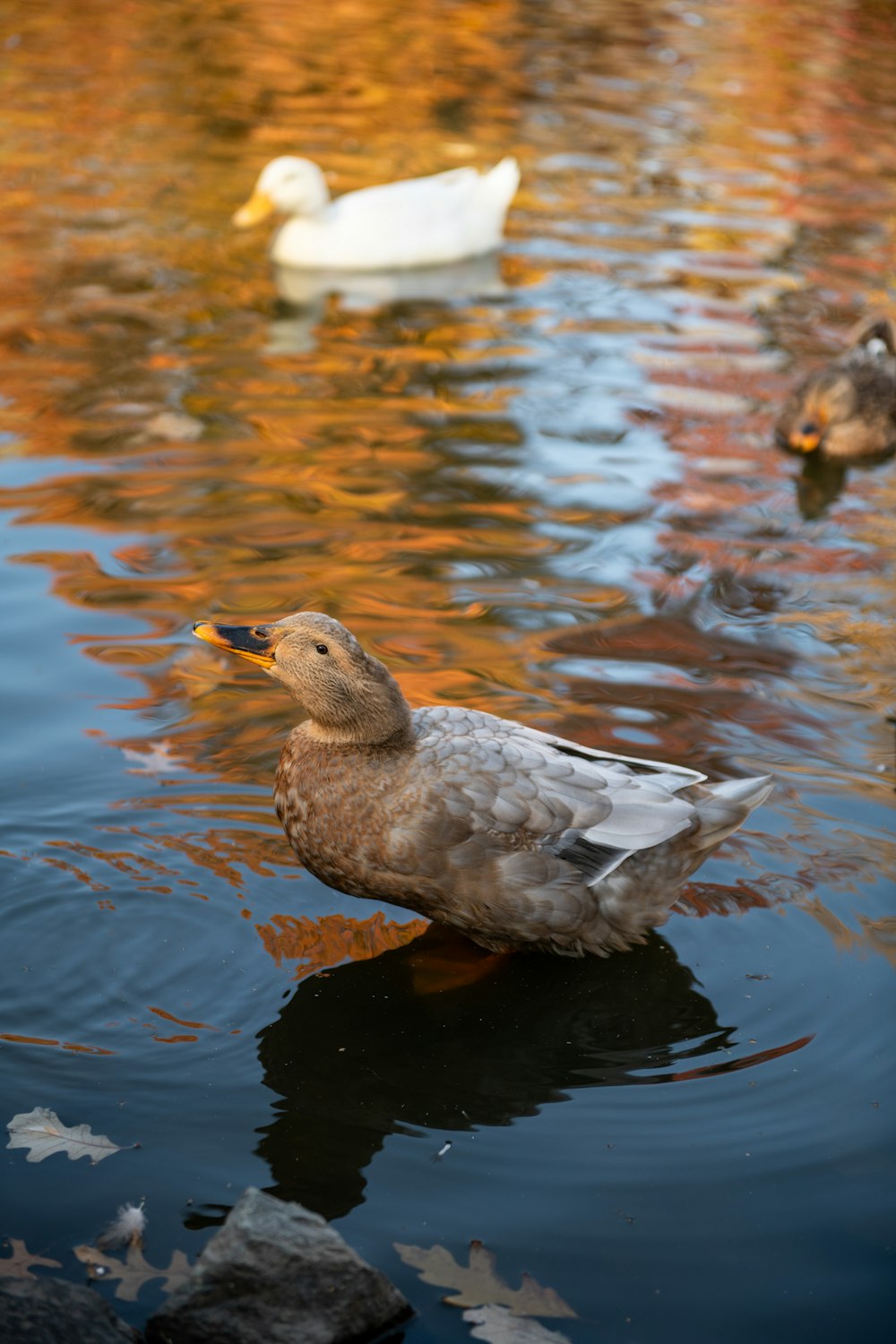 a couple of ducks floating on top of a lake