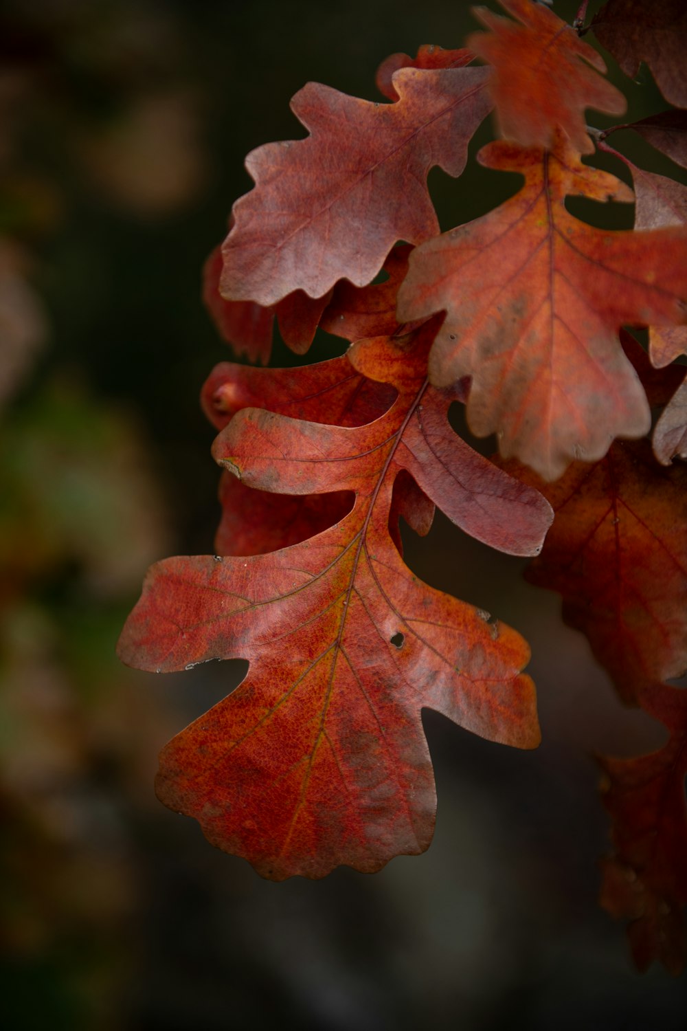 a close up of a leaf on a tree