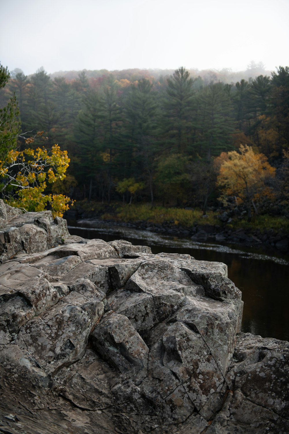 a bird is perched on a rock near a river