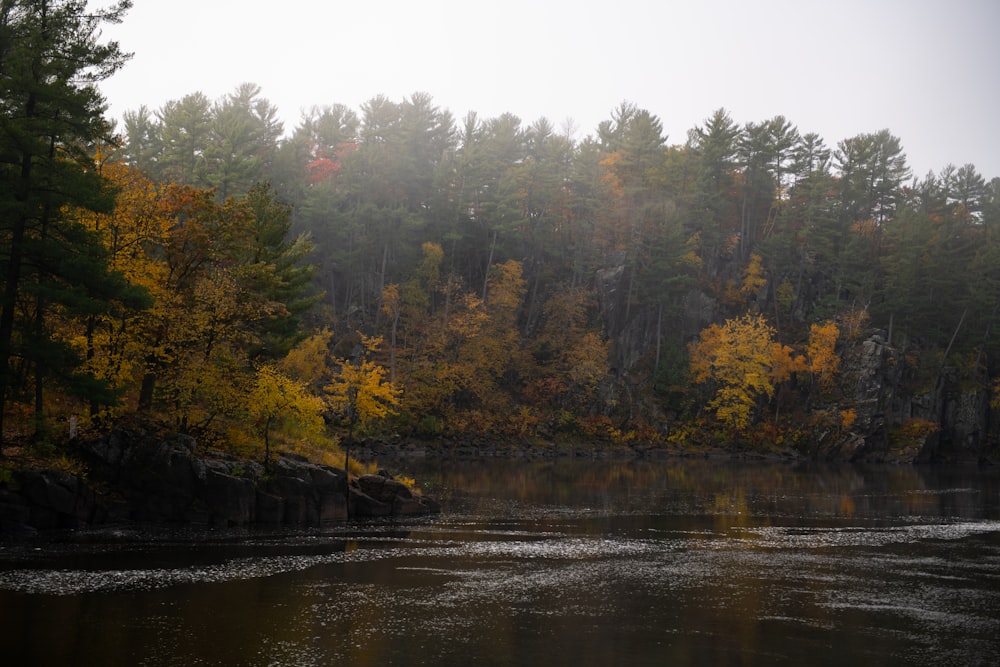 a body of water surrounded by lots of trees