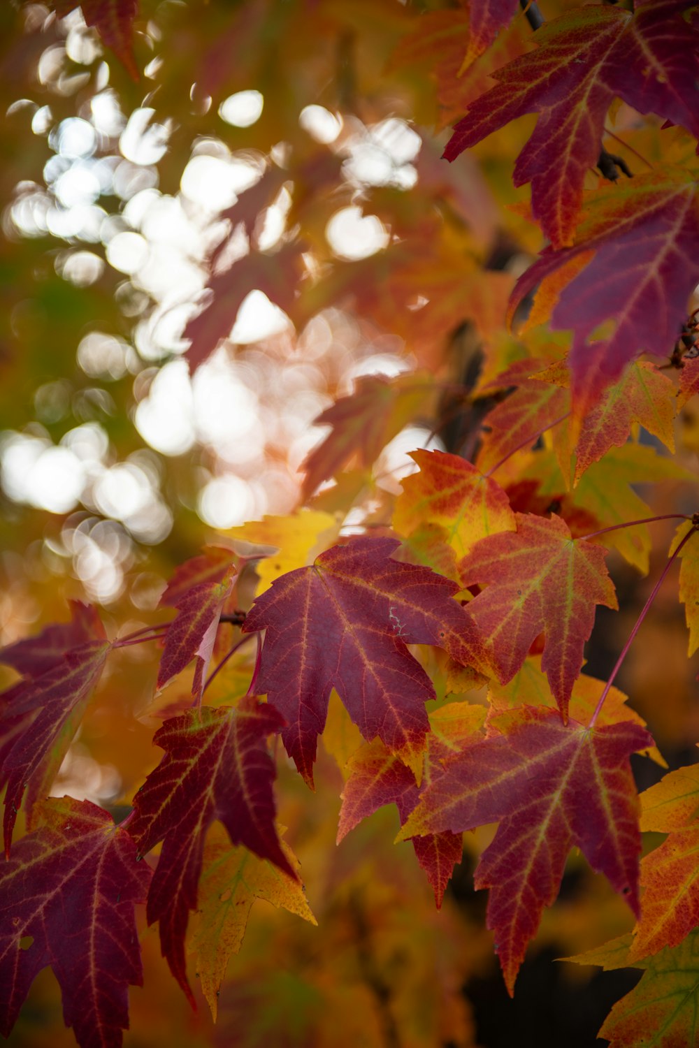 a close up of a tree with lots of leaves