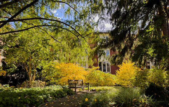 A serene backyard with lush greenery, stone pathways, and a wooden bench under tall pine trees.