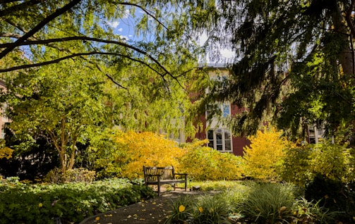 A serene garden with lush greenery and a bench.