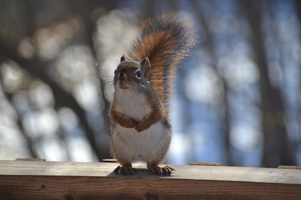 a squirrel is standing on a wooden ledge
